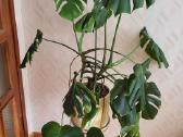 Monstera
