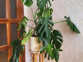 Monstera - nuotraukos Nr. 2