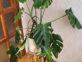 Monstera - nuotraukos Nr. 3