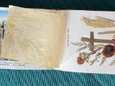 Gėlės iš Šventosios Žemės - nuotraukos Nr. 6