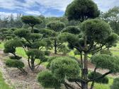 Bonsai, formuotos pušys, dekoratyviniai augalai