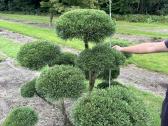 Bonsai, formuotos pušys, dekoratyviniai augalai - nuotraukos Nr. 2