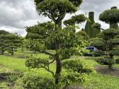 Bonsai, formuotos pušys, dekoratyviniai augalai - nuotraukos Nr. 3