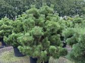 Bonsai, formuotos pušys, dekoratyviniai augalai - nuotraukos Nr. 4