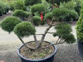 Bonsai, formuotos pušys, dekoratyviniai augalai - nuotraukos Nr. 5