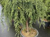 Bonsai, formuotos pušys, dekoratyviniai augalai - nuotraukos Nr. 6