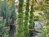 Bonsai, formuotos pušys, dekoratyviniai augalai - nuotraukos Nr. 7