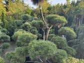 Bonsai, formuotos pušys, dekoratyviniai augalai - nuotraukos Nr. 9