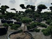 Bonsai, formuotos pušys, dekoratyviniai augalai - nuotraukos Nr. 10