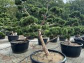 Bonsai, formuotos pušys, dekoratyviniai augalai - nuotraukos Nr. 11