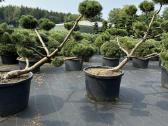 Bonsai, formuotos pušys, dekoratyviniai augalai - nuotraukos Nr. 12