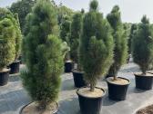 Bonsai, formuotos pušys, dekoratyviniai augalai - nuotraukos Nr. 13