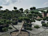 Bonsai, formuotos pušys, dekoratyviniai augalai - nuotraukos Nr. 14