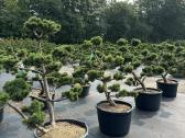 Bonsai, formuotos pušys, dekoratyviniai augalai - nuotraukos Nr. 15