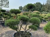 Bonsai, formuotos pušys, dekoratyviniai augalai - nuotraukos Nr. 16