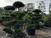 Bonsai, formuotos pušys, dekoratyviniai augalai - nuotraukos Nr. 17