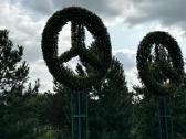 Bonsai, formuotos pušys, dekoratyviniai augalai - nuotraukos Nr. 19