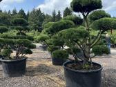 Bonsai, formuotos pušys, dekoratyviniai augalai - nuotraukos Nr. 20