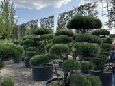 Bonsai, formuotos pušys, dekoratyviniai augalai - nuotraukos Nr. 21