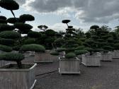 Bonsai, formuotos pušys, dekoratyviniai augalai - nuotraukos Nr. 22