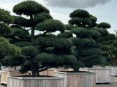 Bonsai, formuotos pušys, dekoratyviniai augalai - nuotraukos Nr. 23