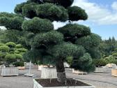 Bonsai, formuotos pušys, dekoratyviniai augalai - nuotraukos Nr. 24