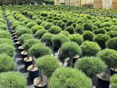 Bonsai, formuotos pušys, dekoratyviniai augalai - nuotraukos Nr. 25