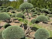 Bonsai, formuotos pušys, dekoratyviniai augalai - nuotraukos Nr. 28