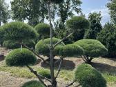 Bonsai, formuotos pušys, dekoratyviniai augalai - nuotraukos Nr. 29