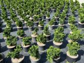 Bonsai, formuotos pušys, dekoratyviniai augalai - nuotraukos Nr. 32