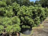 Bonsai, formuotos pušys, dekoratyviniai augalai - nuotraukos Nr. 33