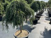 Bonsai, formuotos pušys, dekoratyviniai augalai - nuotraukos Nr. 34
