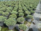 Bonsai, formuotos pušys, dekoratyviniai augalai - nuotraukos Nr. 38