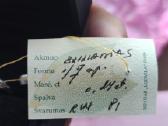 Parduodu balto aukso žiedą su deimantu - nuotraukos Nr. 2