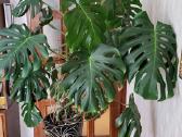Monstera