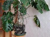 Monstera - nuotraukos Nr. 2