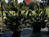 Dekoratyviniai lauko augalai – tujos, kadagiai, pu - nuotraukos Nr. 17