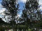Dekoratyviniai lauko augalai – tujos, kadagiai, pu - nuotraukos Nr. 19
