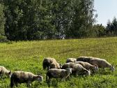 Bevilnės šių metų avytės - nuotraukos Nr. 3