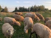 Parduodami 6-7 mėn avinai ir avytės. - nuotraukos Nr. 7