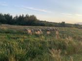 Parduodami 6-7 mėn avinai ir avytės. - nuotraukos Nr. 11