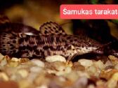 Įvairios akvariumo žuvytės, augalai, maistelis - nuotraukos Nr. 14