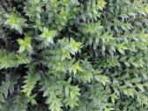 Paprastasis Ligustras - nuotraukos Nr. 7