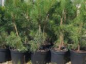 Juodosios Nigra ir kalnų pušys bonsai vazonuose - nuotraukos Nr. 22