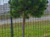 Juodosios Nigra ir kalnų pušys bonsai vazonuose - nuotraukos Nr. 26