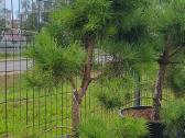 Juodosios Nigra ir kalnų pušys bonsai vazonuose - nuotraukos Nr. 27