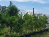 Juodosios Nigra ir kalnų pušys bonsai vazonuose - nuotraukos Nr. 28