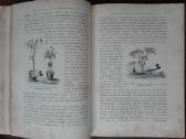 1716. Комнатное Садоводство Уход За Комнатными Рас - nuotraukos Nr. 8