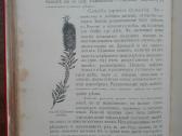 1716. Комнатное Садоводство Уход За Комнатными Рас - nuotraukos Nr. 11