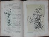1716. Комнатное Садоводство Уход За Комнатными Рас - nuotraukos Nr. 15